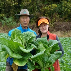 다래농장 절임배추 20kg(휘파람골드)