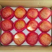 영특한 영월 사과 3키로 - 부사 12과