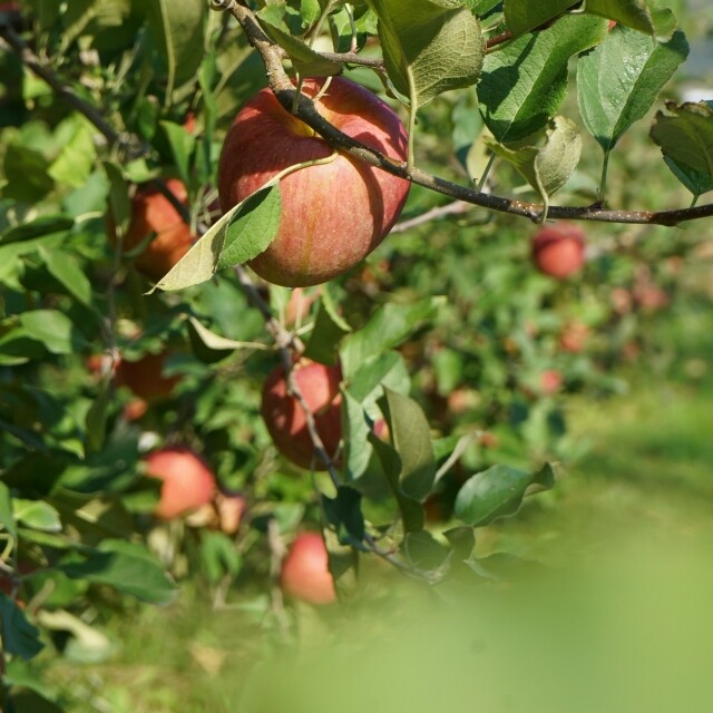 영월 동강애 고향밥상,영특한 영월 사과 3키로 - 부사 12과