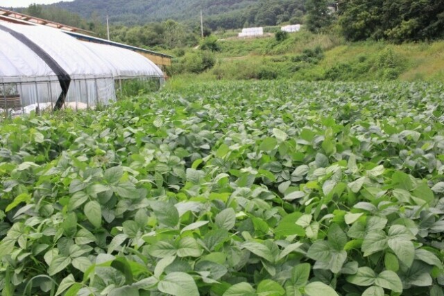 영월 동강애 고향밥상,영월산 2025년 햇 귀족 서리태 5키로