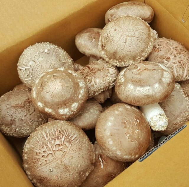 강원더몰,표고버섯 중(가정용)2kg